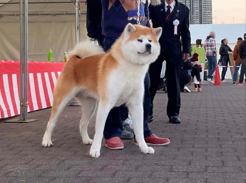 Akita: AKITA DOG DAY! A day tour by public transport - Experience the Charm of Akita: A Full Day With the Iconic Akita Dog