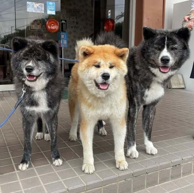 Akita: AKITA DOG DAY! A day tour by public transport - A Deep Dive Into the Akita Dog Day Tour