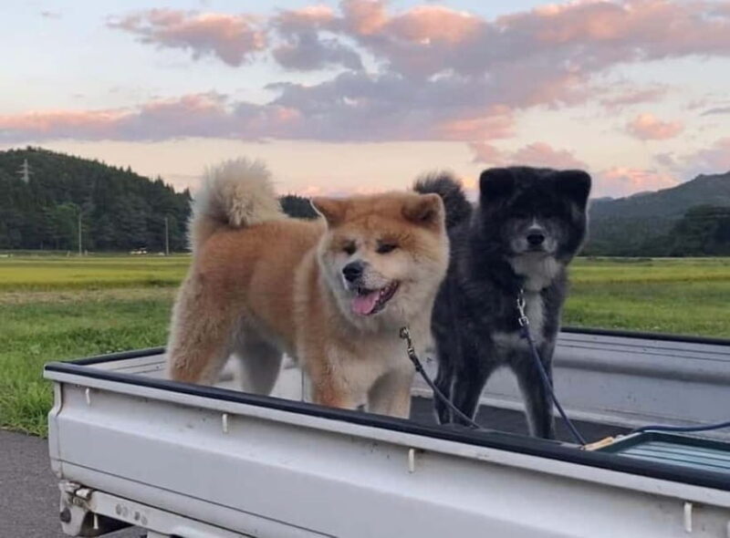 Akita: AKITA DOG DAY! A day tour by public transport - FAQ