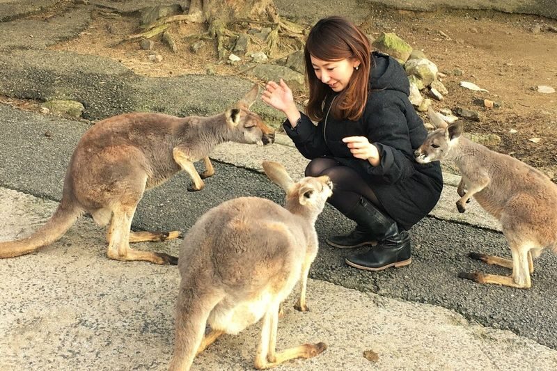 Akiyoshidai Nature Zoo Safari Land Admission in Mine - A few things to know before you go