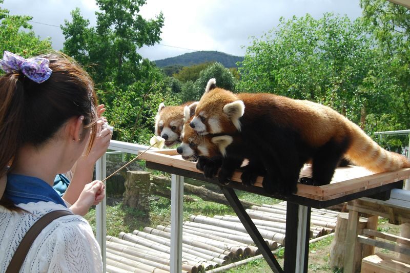 Akiyoshidai Nature Zoo Safari Land Admission in Mine - The drive-through safari puts you close to the action