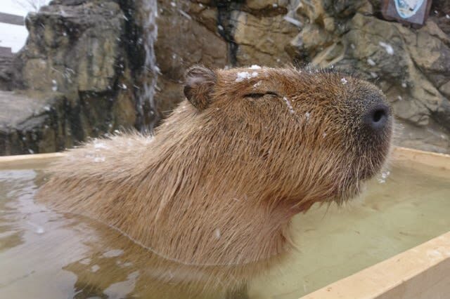 Akiyoshidai Nature Zoo Safari Land Admission in Mine - The park has more than wildlife