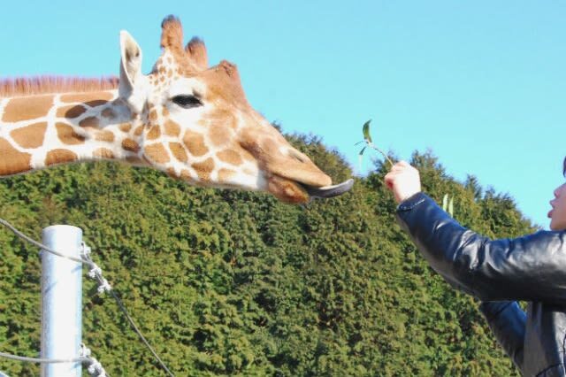 Akiyoshidai Nature Zoo Safari Land Admission in Mine - Is the ticket worth the price?