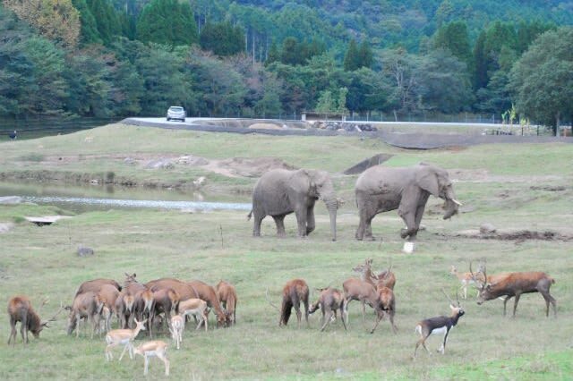 Akiyoshidai Nature Zoo Safari Land Admission in Mine - Getting to Mine and making the timing work