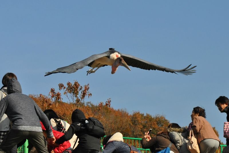 Akiyoshidai Nature Zoo Safari Land Admission in Mine - The mobile voucher needs a live connection