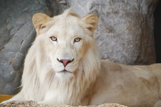 Akiyoshidai Nature Zoo Safari Land Admission in Mine - Who will enjoy this safari most?