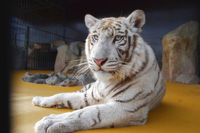 Akiyoshidai Nature Zoo Safari Land Admission in Mine - Should you book Akiyoshidai Nature Zoo Safari Land?