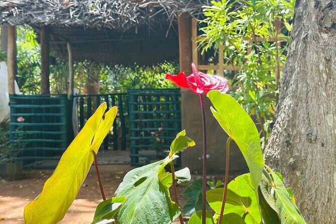 Akka Nago Cooking Class & Resturant - The Experience Overview