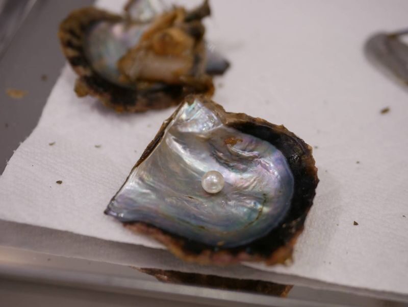 Akoya Pearl Harvesting Experience (Osaka) - Who should book this Osaka activity?