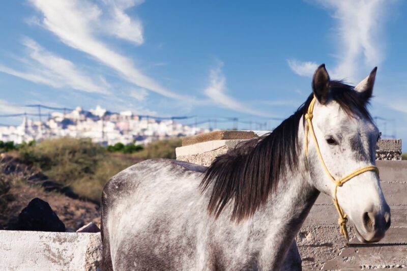 Akrotiri: Guided Horseback Riding Day Trip to a Beach - A Detailed Look at the Santorini Horseback Riding Experience