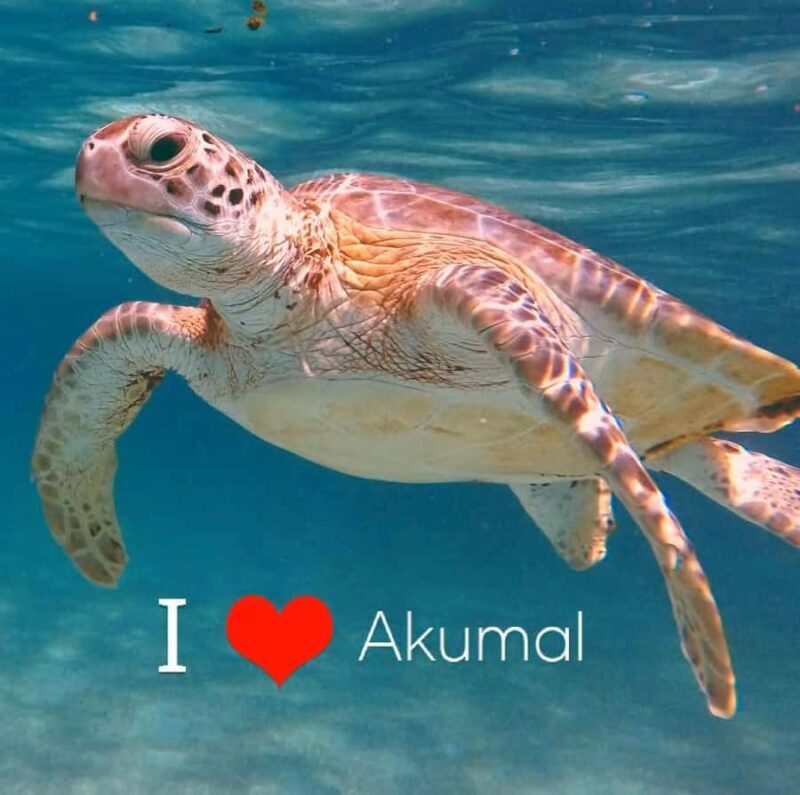 Akumal Beach: Ecologic Turtle Snorkeling Tour & Gopro Photos - A Detailed Look at the Akumal Snorkeling Experience