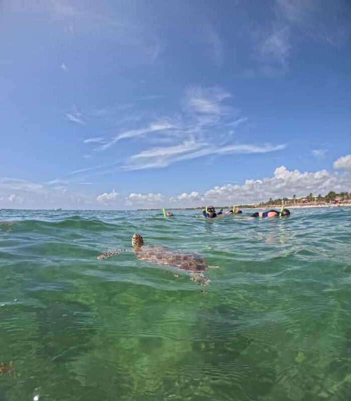 Akumal Beach: Ecologic Turtle Snorkeling Tour & Gopro Photos - FAQ
