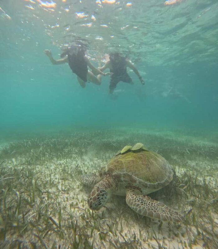 Akumal: Guided Snorkeling with Green Turtles + GoPro Photos - A Detailed Look at the Akumal Snorkeling Experience