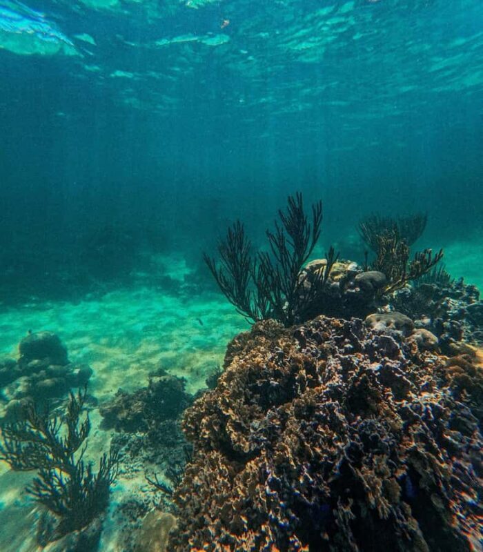 Akumal: Guided Snorkeling with Green Turtles + GoPro Photos - Final Thoughts: Why Choose This Tour?