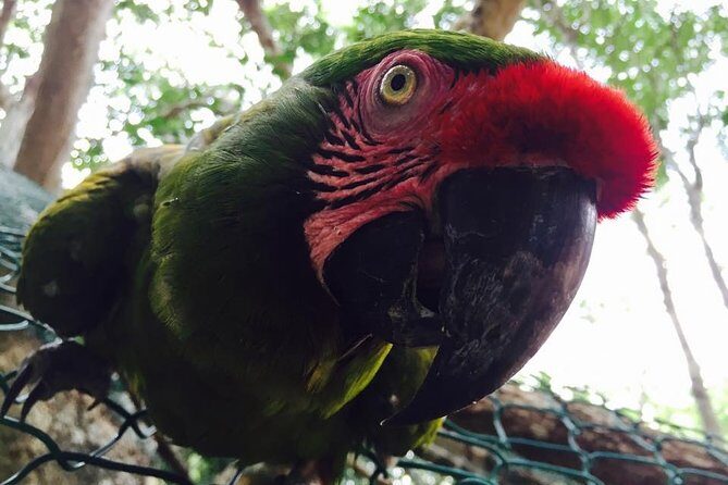 Akumal Monkey Sanctuary - Frequently Asked Questions (FAQs)