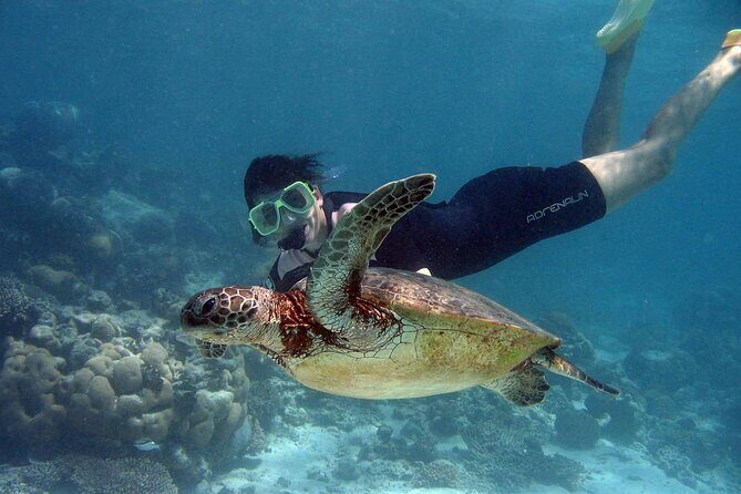 Akumal paradise tour Swimming with Turtles & ancient Tulum Ruins. Lunch included - FAQ