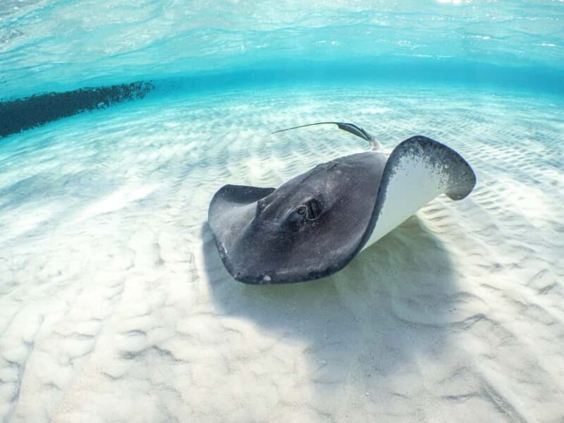 Akumal Reef & Turtle Swim - An In-Depth Look at the Akumal Reef & Turtle Swim Tour