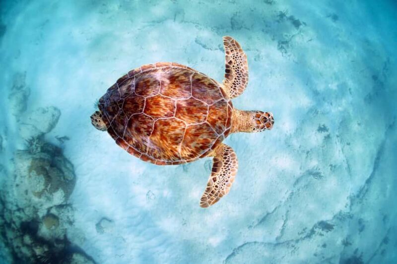 Akumal Reef & Turtle Swim - FAQs