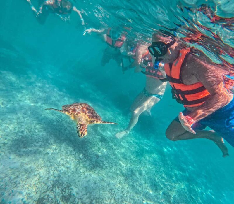 Akumal: Sea Turtles Snorkeling Tour with Park Entry Fee - Final Thoughts