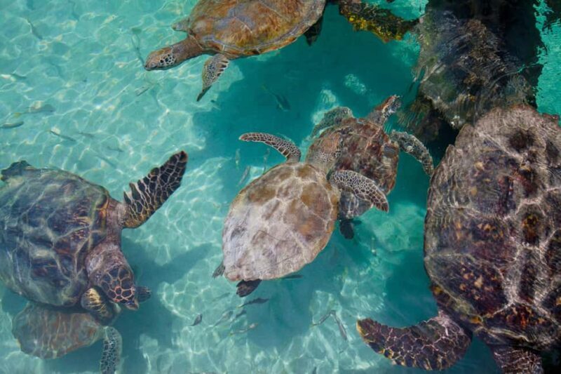 Akumal: Snorkeling Adventure with Turtles and Marine Life - A Detailed Look at the Akumal Snorkeling Tour