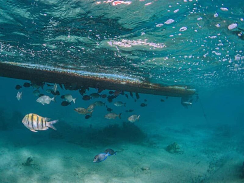 Akumal: Snorkeling and Turtle Watching Tour - An Authentic, Relaxed Approach to Snorkeling in Akumal