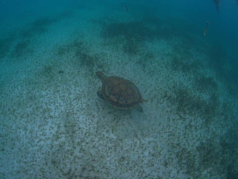 Akumal: Snorkeling and Turtle Watching Tour - FAQ