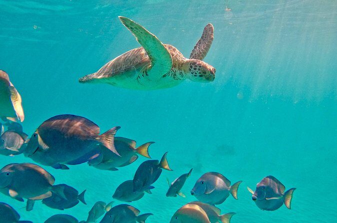Akumal; Snorkeling with The Sea Turtles - Who Would Appreciate This Tour?