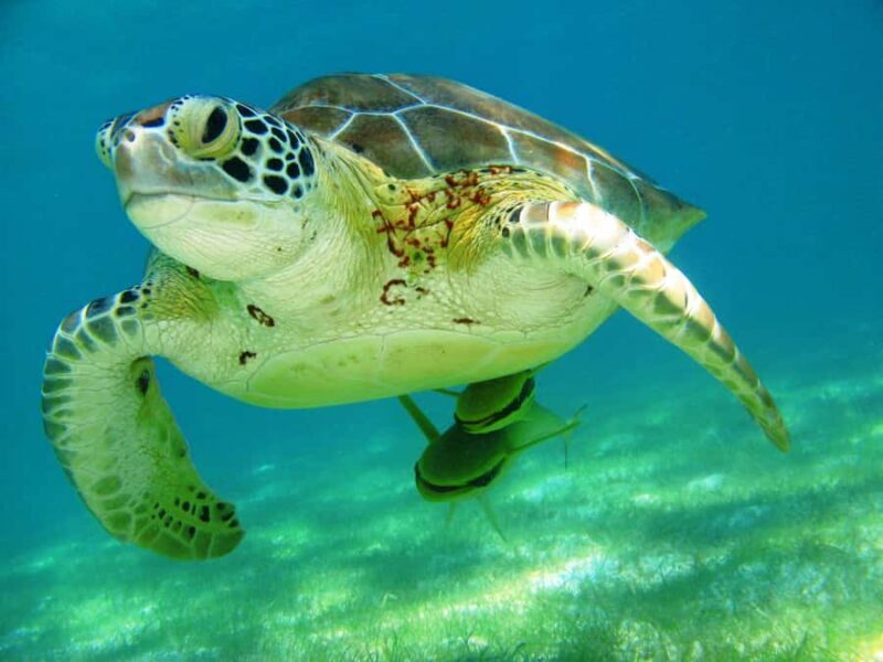 Akumal: Tsuuk Park Entry with Turtles Snorkeling Tour - Practical Details and Tips