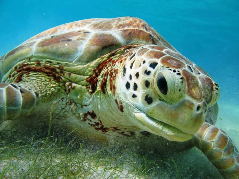 Akumal: Tsuuk Park Entry with Turtles Snorkeling Tour - Real Experiences From Travelers