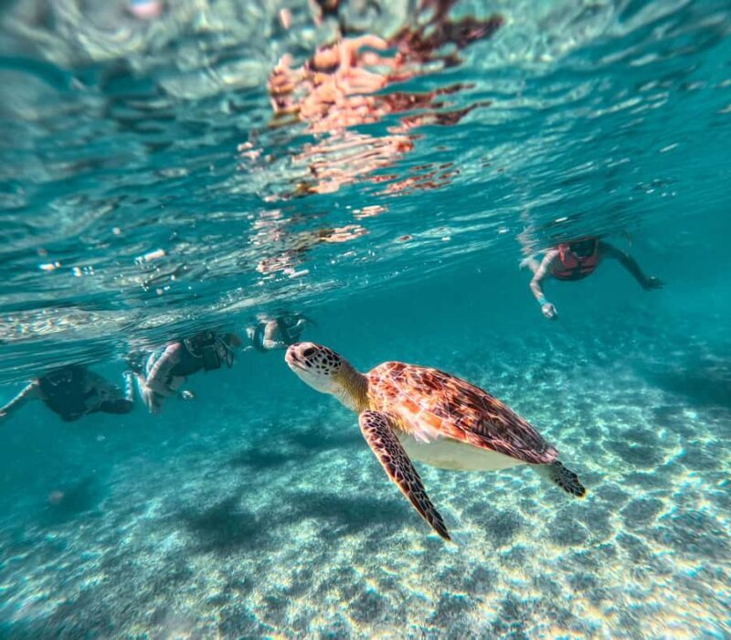 Akumal: Tsuuk Park Entry with Turtles Snorkeling Tour - Who Should Consider This Tour?