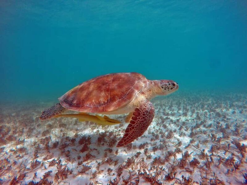 Akumal: Turtles Snorkeling Tour at Natural Paradise - A Detailed Look at the Tour Experience