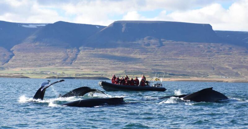 Akureyri: 2-Hour Whale Watching Express by RIB Speedboat - A Closer Look at the Experience