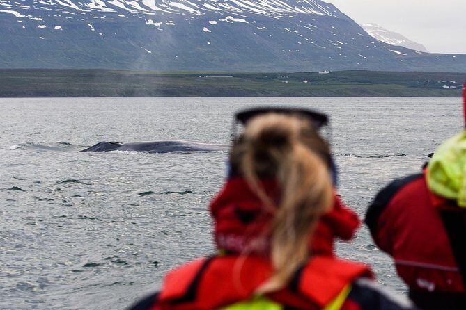 Akureyri Express Whale Watching by RIB boat - Akureyri Express Whale Watching by RIB boat: An Up-Close Encounter with Iceland’s Marine Life