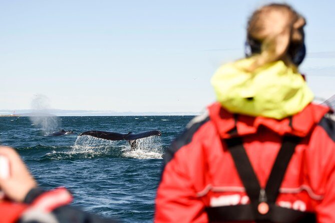 Akureyri Express Whale Watching by RIB boat - Key Points