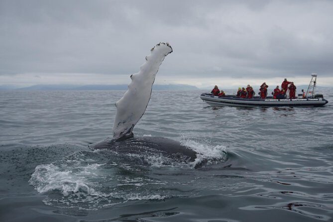 Akureyri Express Whale Watching by RIB boat - The Value of a Whale Watching Tour in Iceland