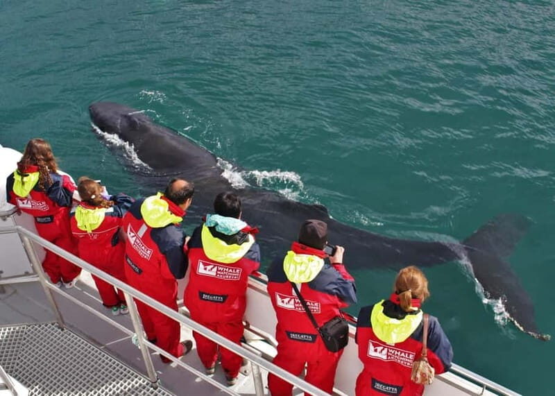 Akureyri: Food Walk and Whale Watching Tour - What the Tour Offers