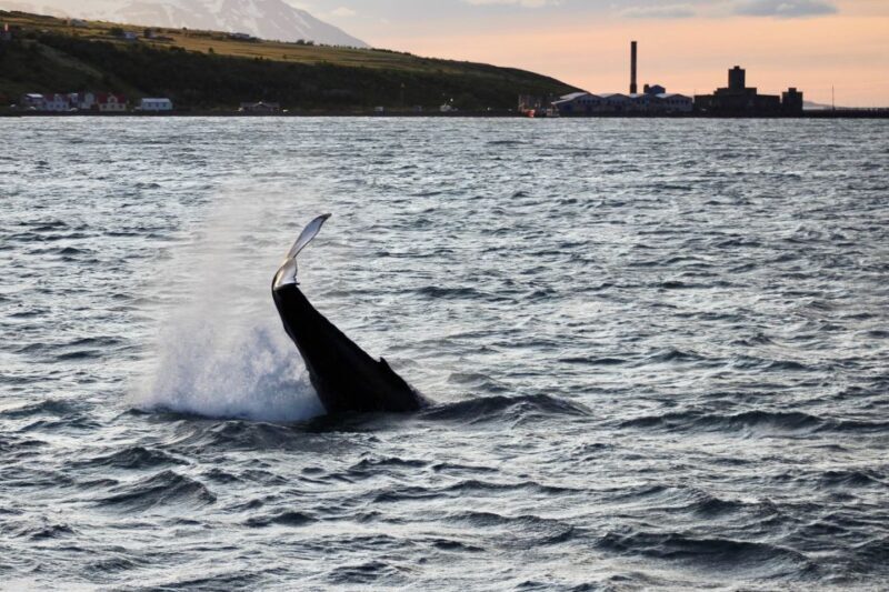 Akureyri: Whale Watching in the Midnight Sun - FAQ