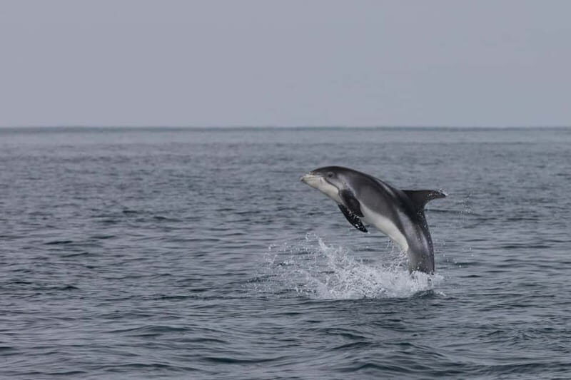 Akureyri: Whale Watching Shore Excursions - Akureyri: Whale Watching Shore Excursions — An Authentic Marine Adventure