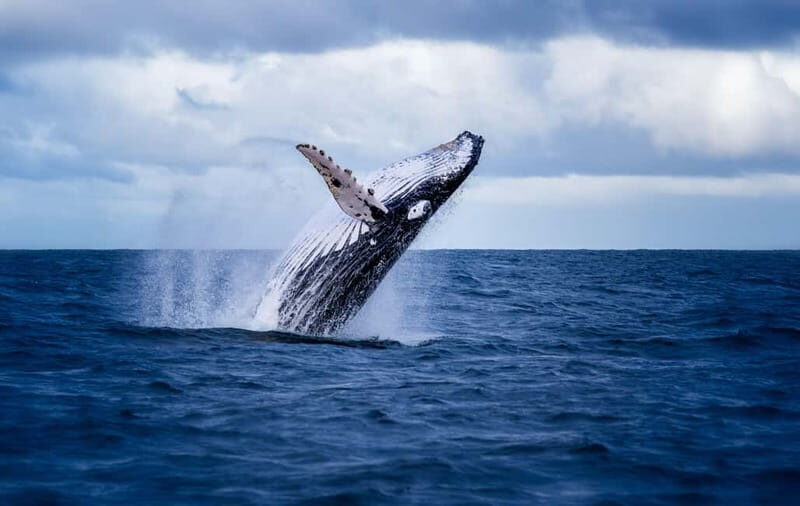 Akureyri: Whale Watching Shore Excursions - Summary of the Experience