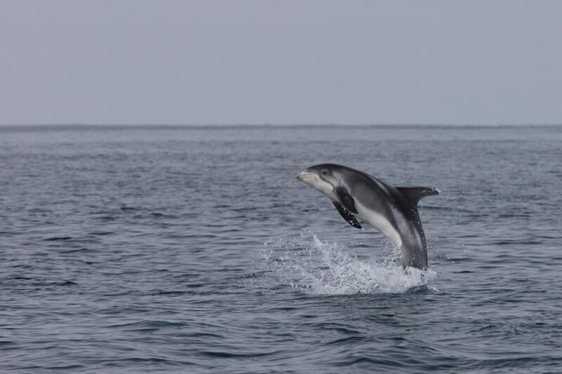 Akureyri: Whale Watching Tour & Forest Lagoon Entrance - FAQs