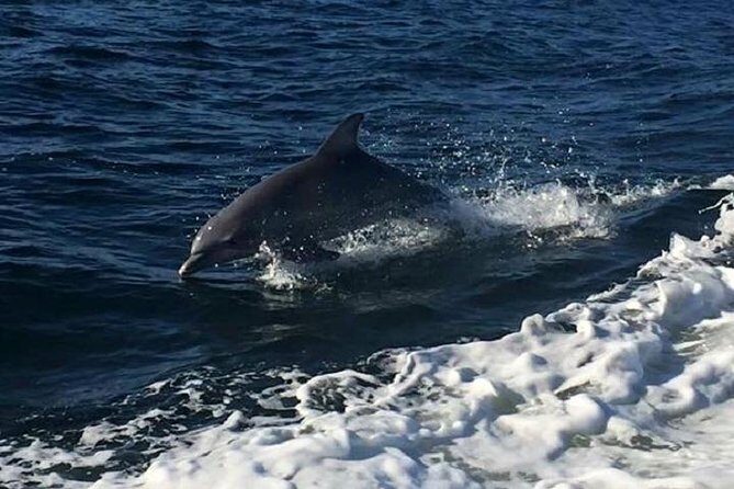 Alabama Gulf Coast Dolphin Cruise - Why This Tour Works for Different Travelers