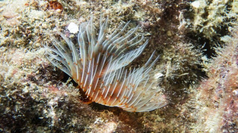 Alanya: 2 Guided Scuba Dives with Lunch and Hotel Transfers - Exploring Alanya’s Underwater Charm: 2 Guided Scuba Dives with Lunch and Hotel Transfers