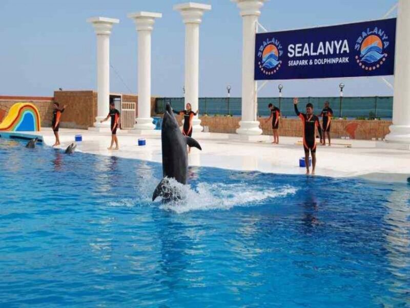 Alanya: Dolphin and Seal Show Ticket with Hotel Transfers - What Travelers Say: Authentic Perspectives