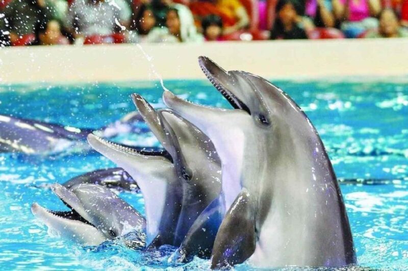 Alanya: Dolphin and Seal Show Ticket with Hotel Transfers - Final Thoughts: Who Should Consider This Tour?