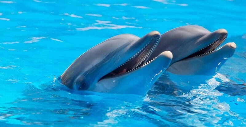 Alanya: Sealanya Dolphinpark Dolphin Show Tour - An In-Depth Look at the Sealanya Dolphinpark Experience