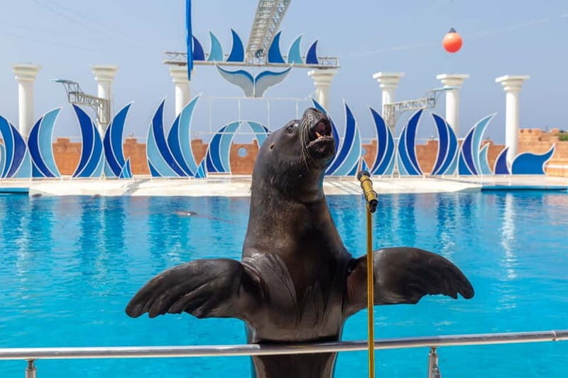 Alanya: Sealanya Dolphinpark Dolphin Show Tour - FAQ (Frequently Asked Questions)