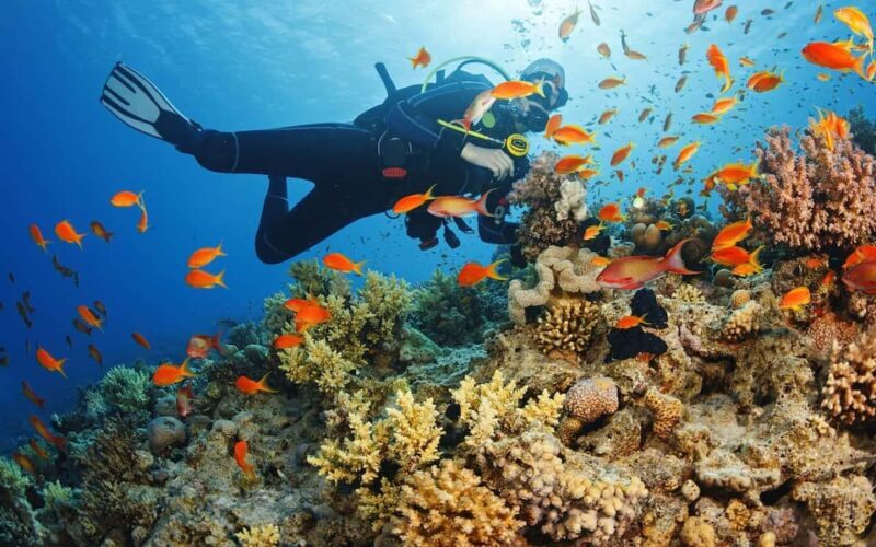 Alanya:Scuba Diving Boat Trip with Lunch and Transfer - Key Points