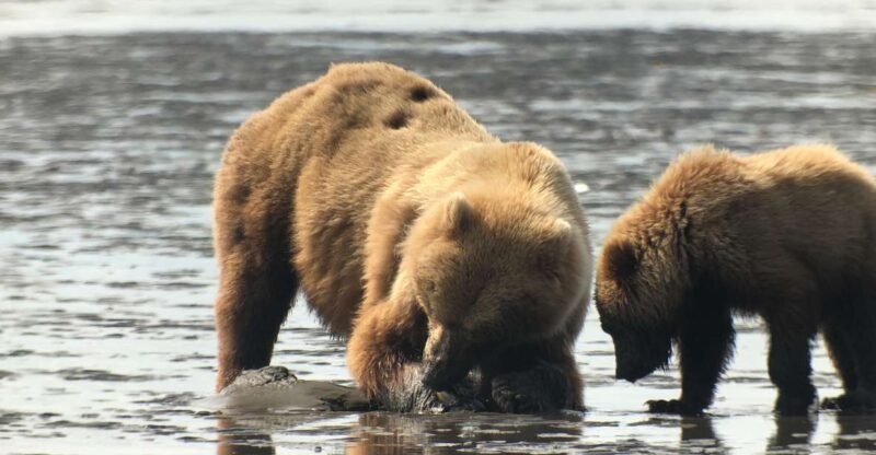 Alaska 9 Day Ocean Wildlife to Interior Wilderness Adventure - Key Points