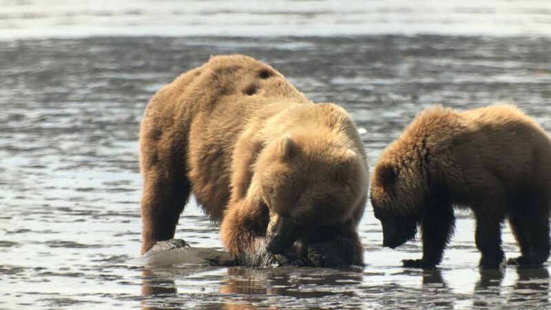 Alaska 9 Day Ocean Wildlife to Interior Wilderness Adventure - Starting in Anchorage: Your Gateway to the Wilderness
