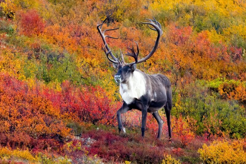 Alaska 9 Day Ocean Wildlife to Interior Wilderness Adventure - Journey to the Kenai Peninsula and Seward